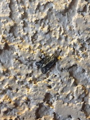 Lacinipolia olivacea