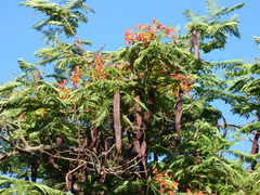 Delonix regia image