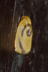 Trischalis subaurana