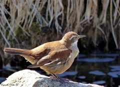 Cinclodes atacamensis