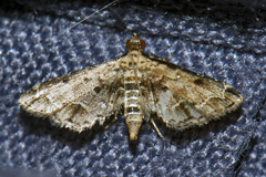 Sufetula