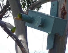 Neophema chrysogaster