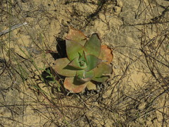 Aloe × schimperi