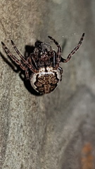 Araneidae