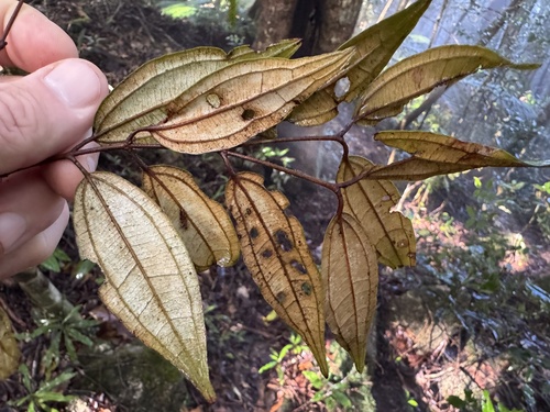 Rhodamnia blairiana observed 2025-07-01