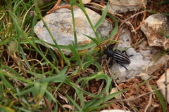 Dorcadion fuliginator