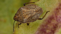 Coenus delius