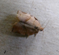 Choristoneura rosaceana