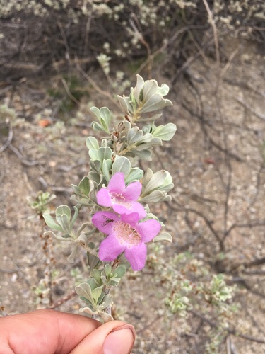 Leucophyllum frutescens