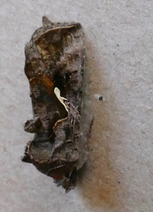 Autographa precationis