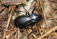 Carabus forreri