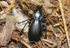 Carabus forreri