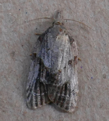 Platynota idaeusalis