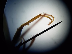 Enochrus pygmaeus