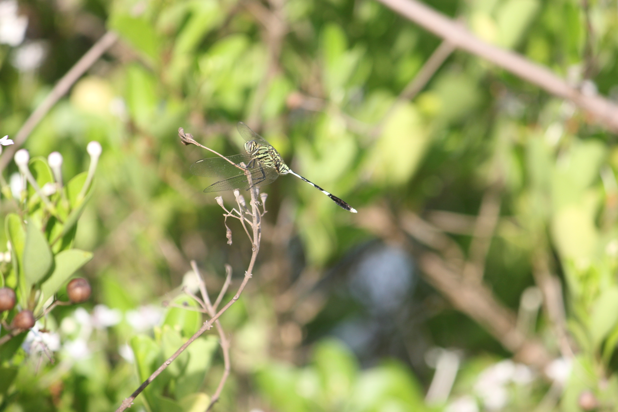 Slender Skimmer