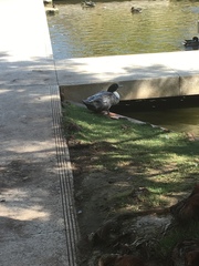 Anas platyrhynchos domesticus