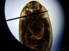 Enochrus pygmaeus