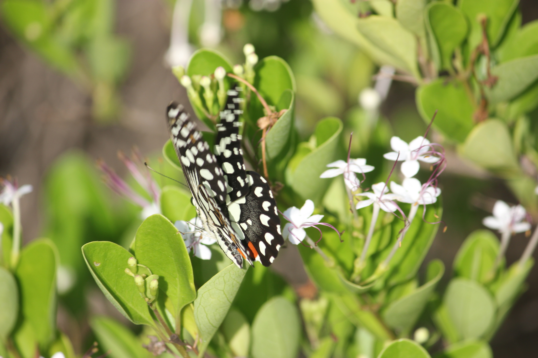 Lime Swallowtail