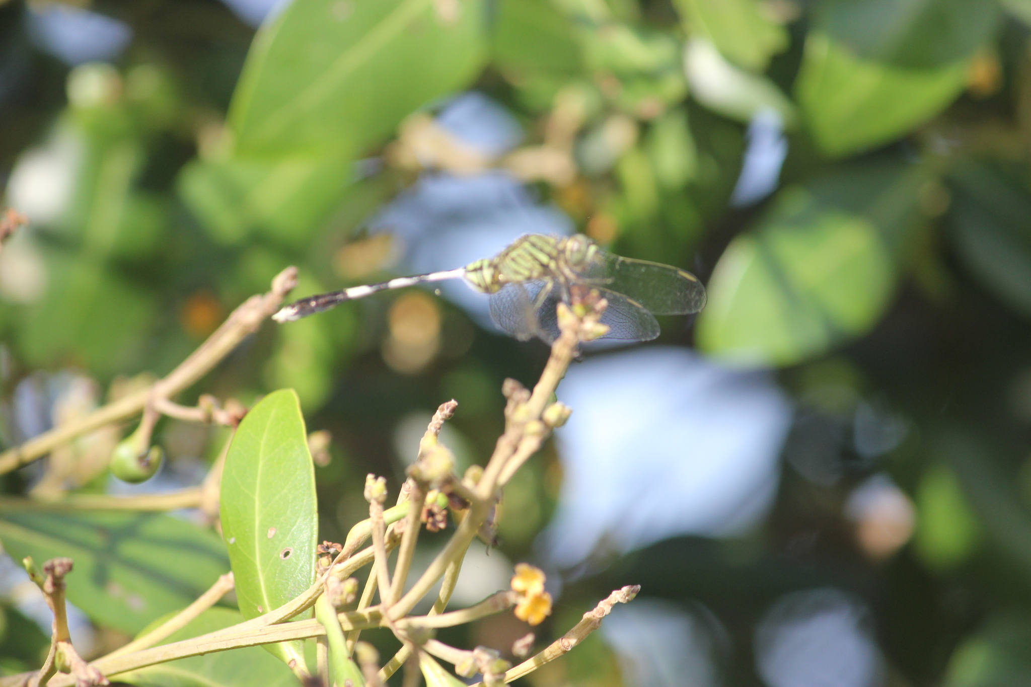 Slender Skimmer