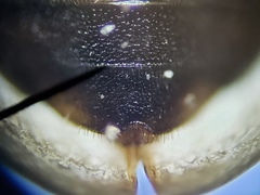 Enochrus pygmaeus
