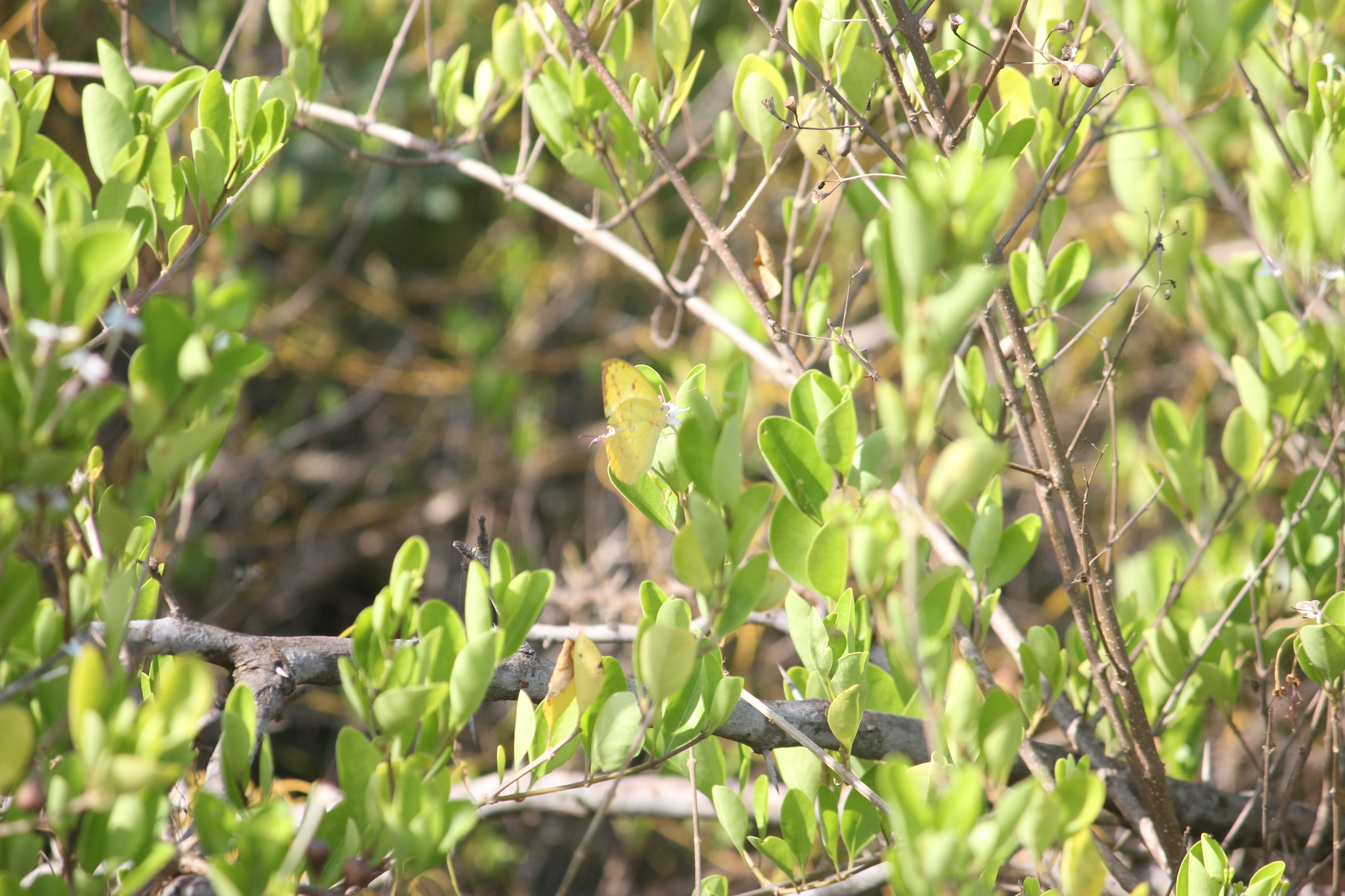 Lemon Emigrant