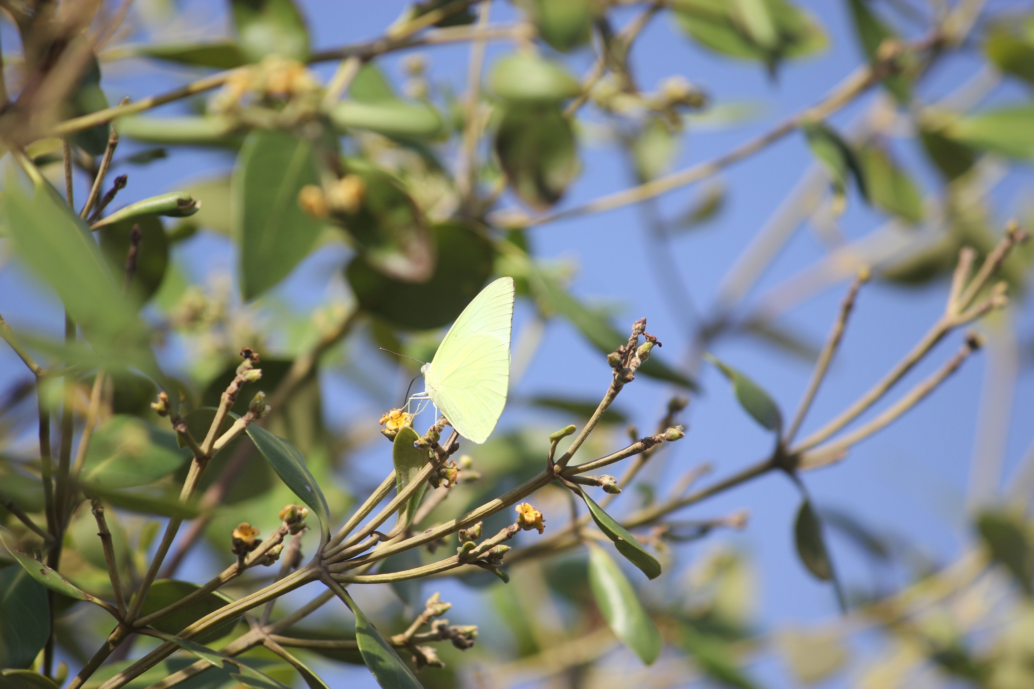 Lemon Emigrant