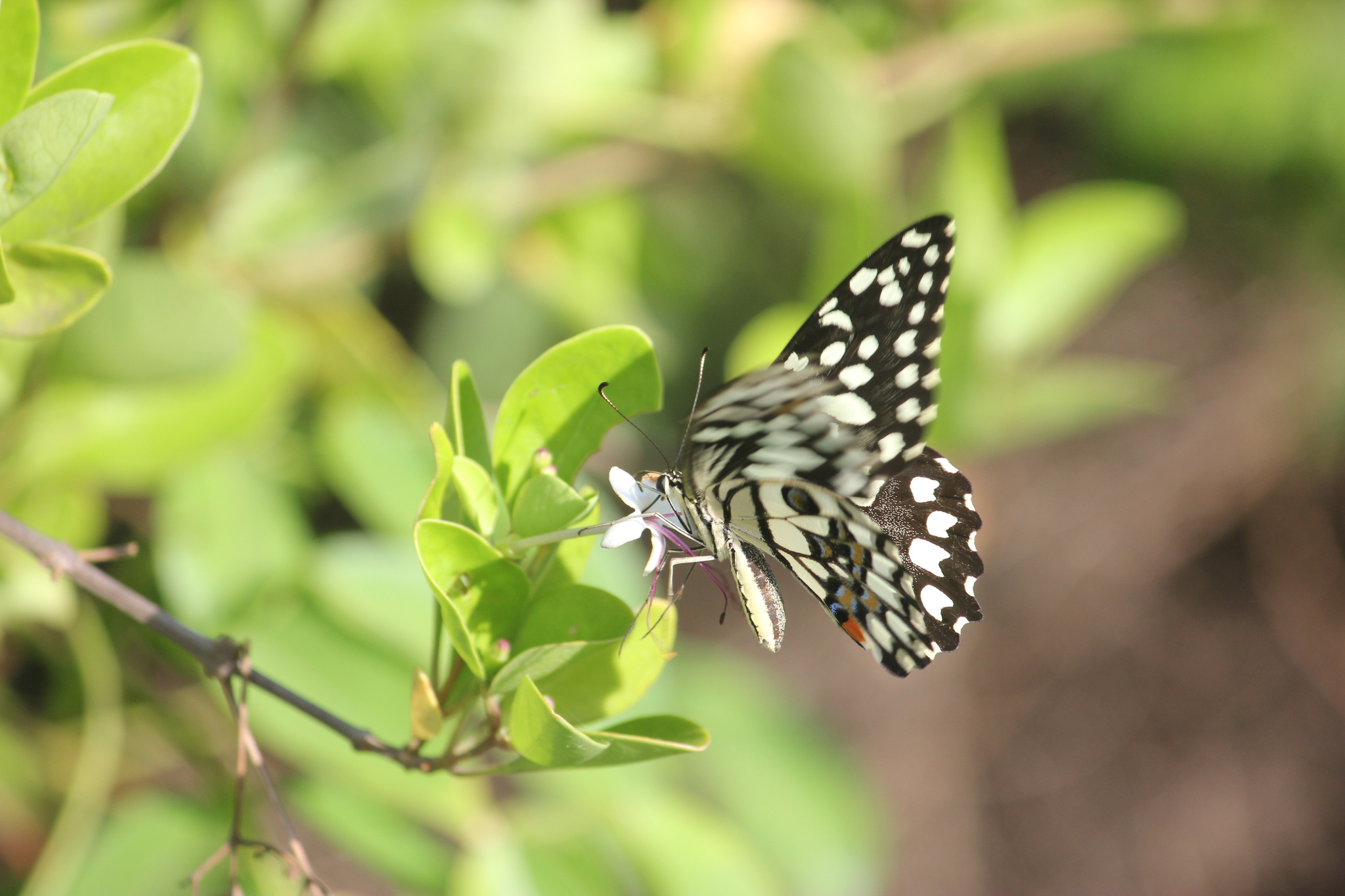 Lime Swallowtail