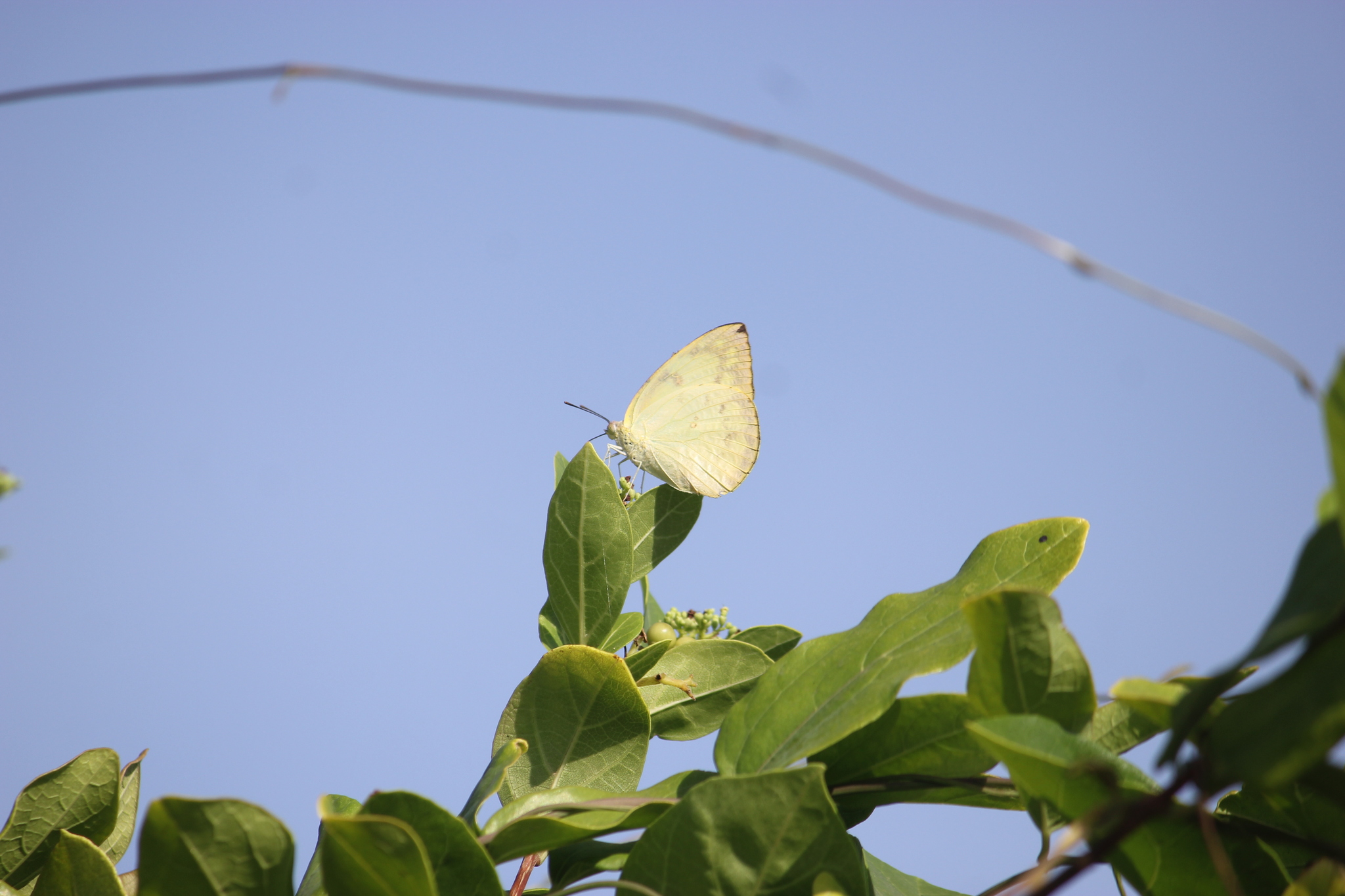 Lemon Emigrant