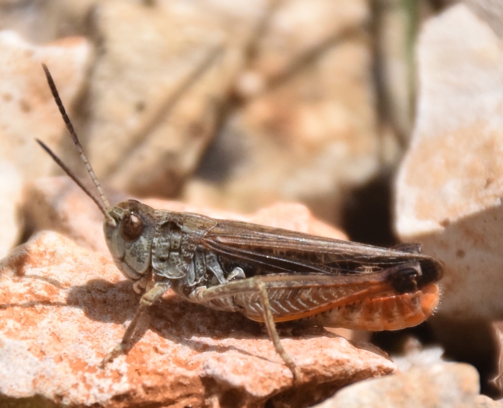 Festive Toothed Grasshopper