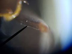 Enochrus pygmaeus