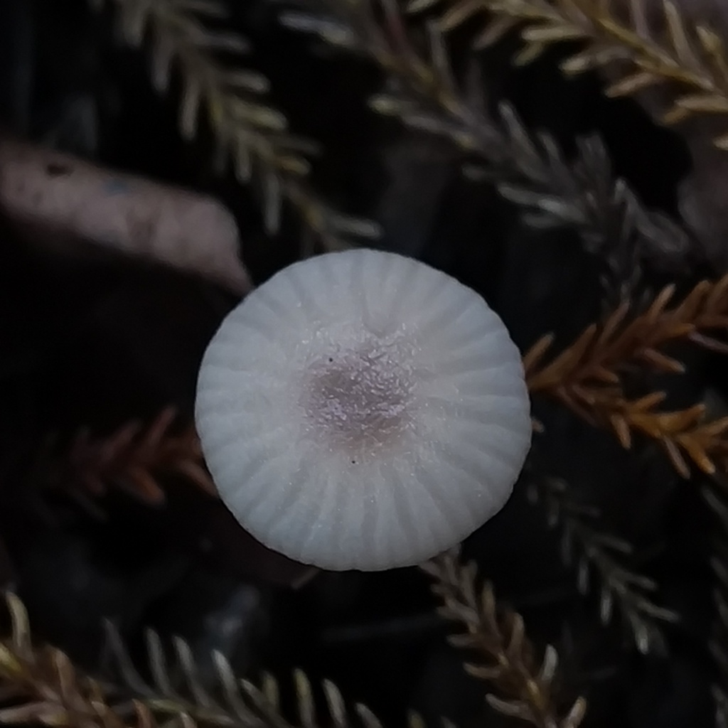 Gliophorus · June 2025 · photo: © zedt (iNaturalist, cc-by)