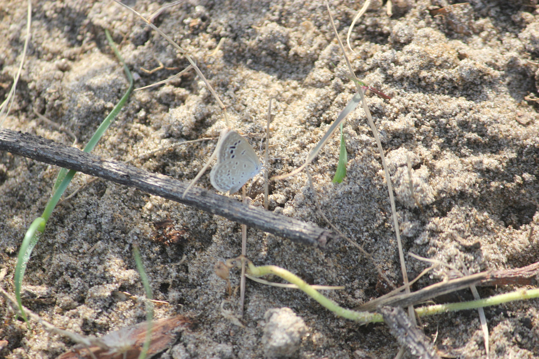 Lesser Grass Blue