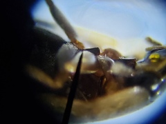 Enochrus pygmaeus