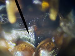 Enochrus pygmaeus