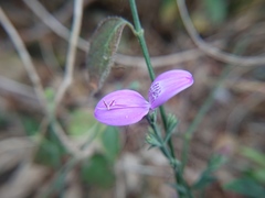 Hypoestes cumingiana