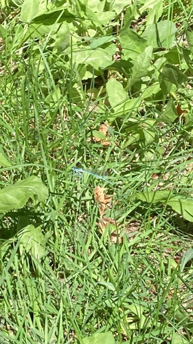 Blue Featherleg