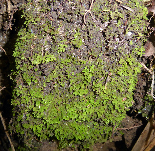 Trichocolea hatcheri
