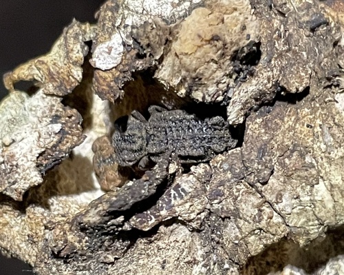 Eastern Ironclad Beetle photo 5
