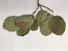 Amelanchier sanguinea