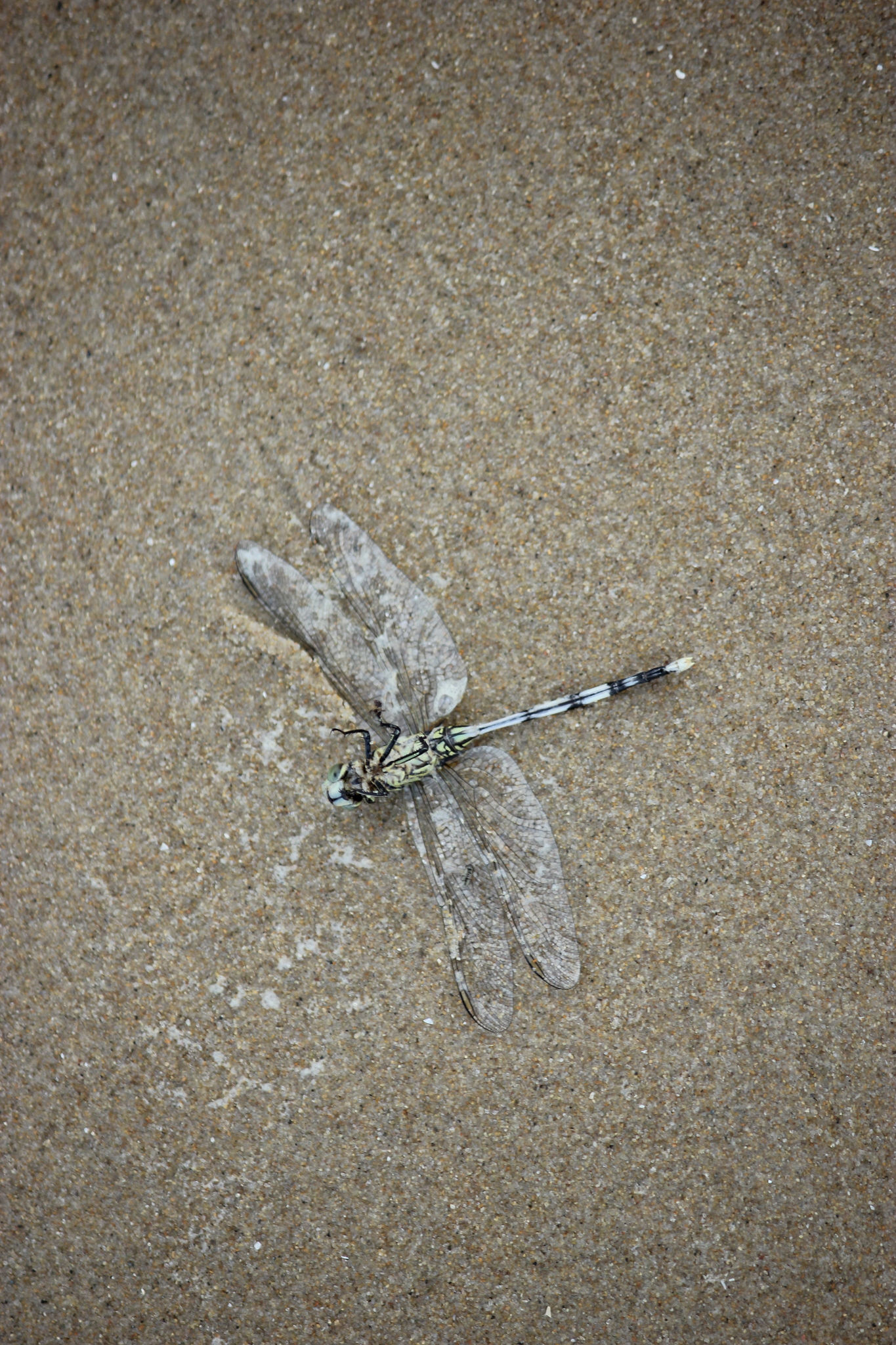 Slender Skimmer