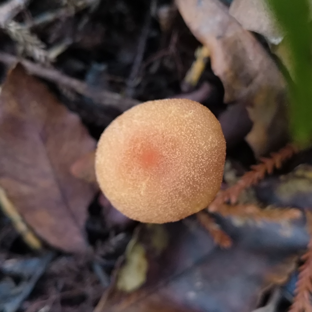 Hygrocybe · June 2025 · photo: © zedt (iNaturalist, cc-by)