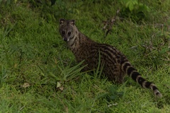Small Indian Civet photo 2