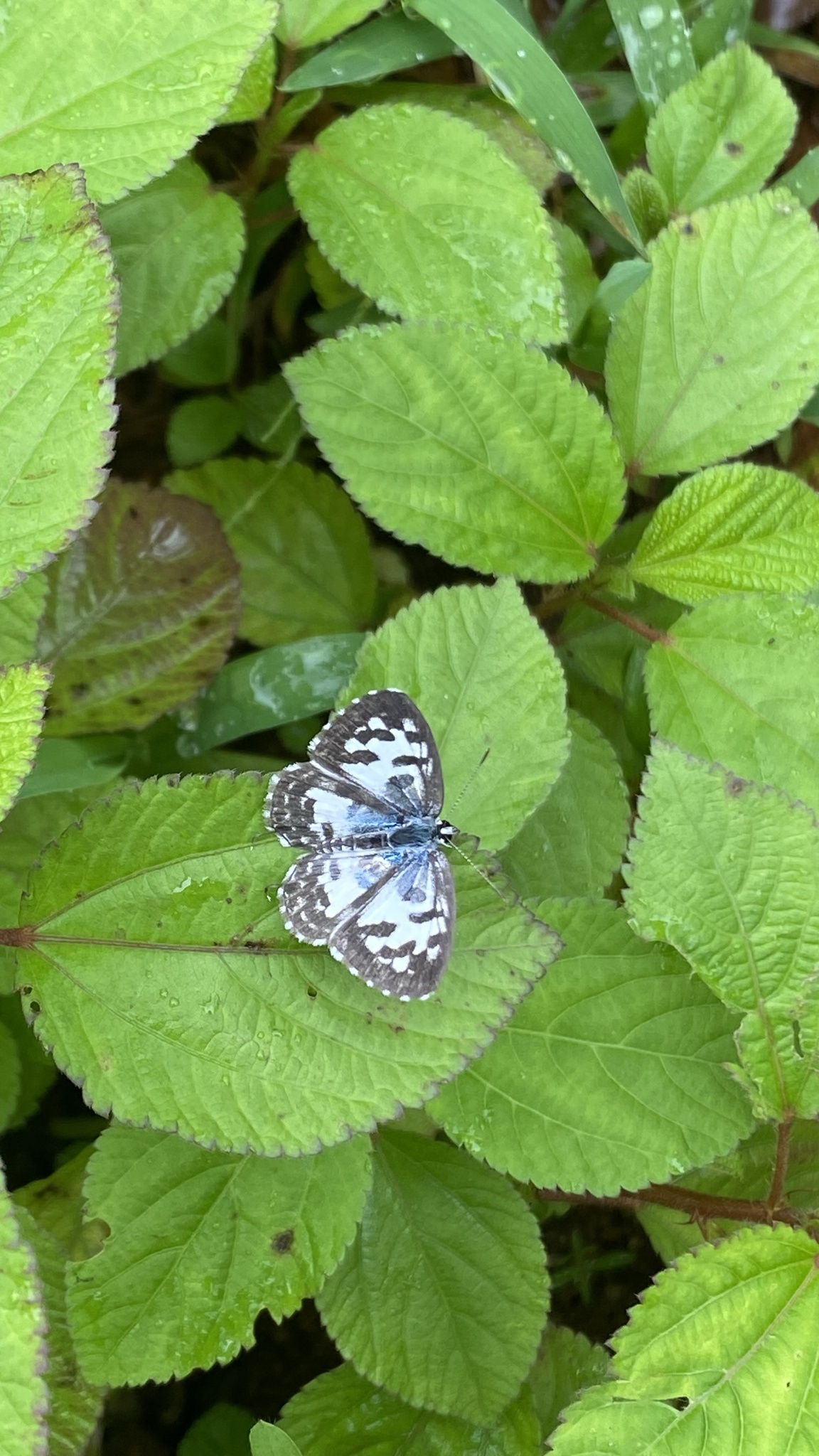 Common Pierrot