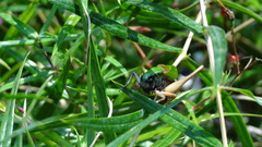 Zeuneriana abbreviata