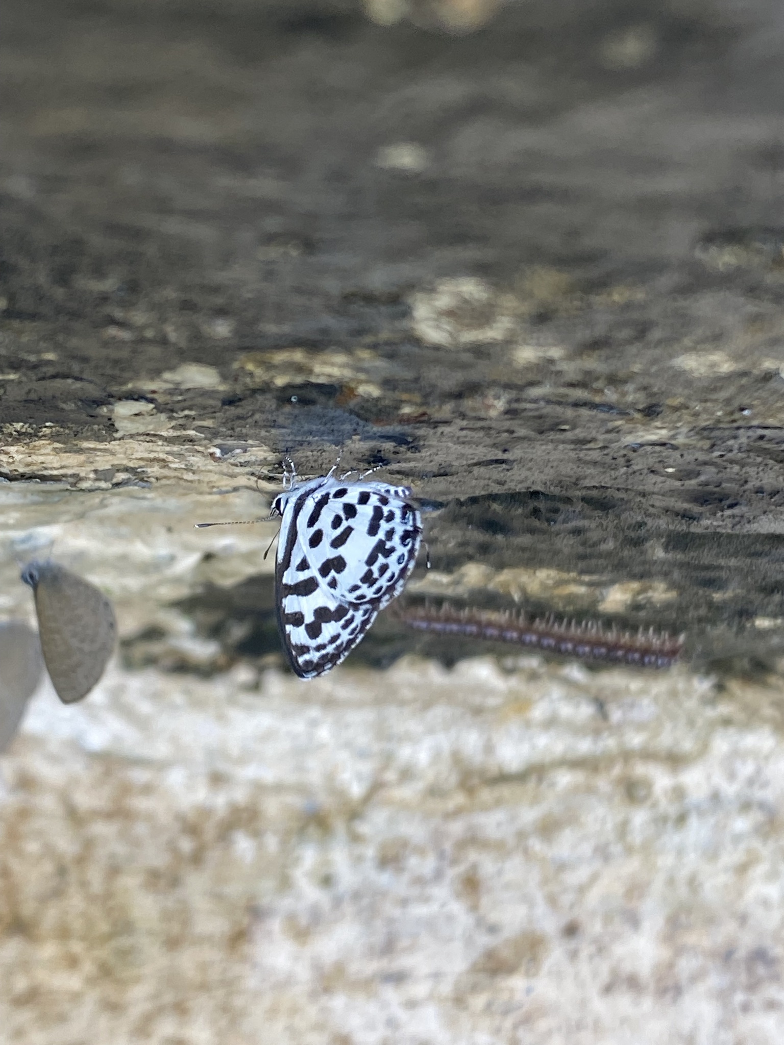 Common Pierrot