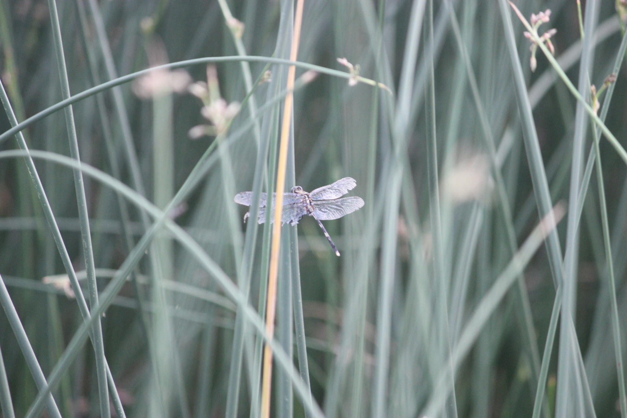 Slender Skimmer