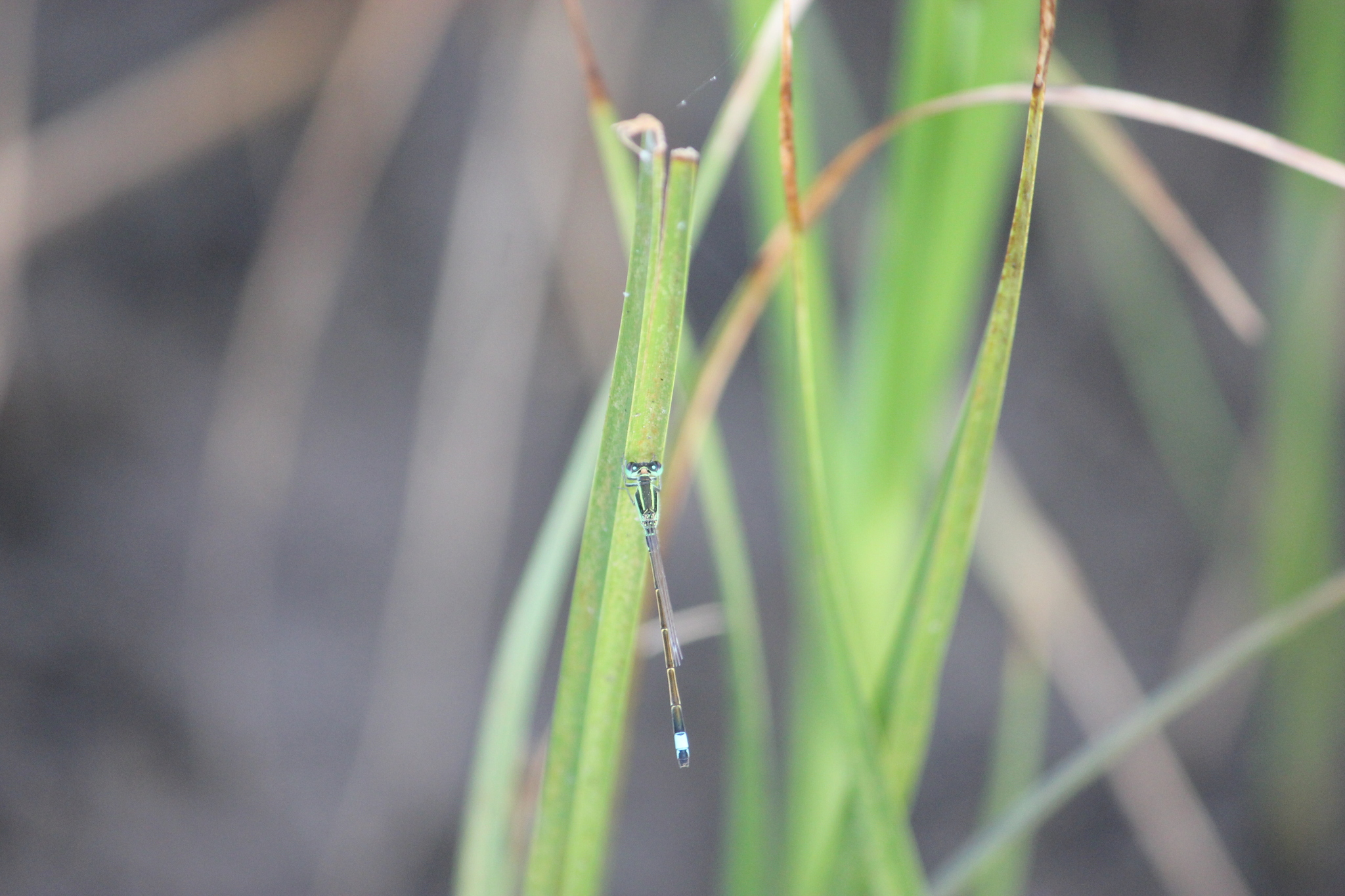Tropical Bluetail