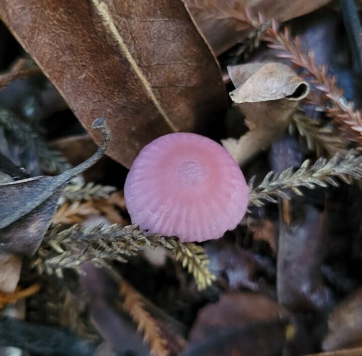Gliophorus