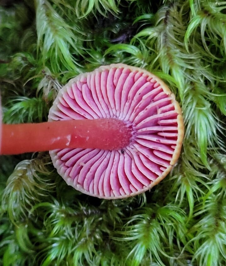 Hygrocybe rubrocarnosa · June 2025 · photo: © zedt (iNaturalist, cc-by)