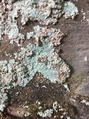 Lepraria membranacea